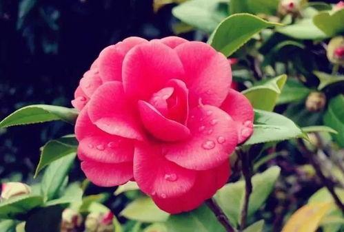 娱乐吃瓜酱山茶花,揭秘山茶花的神秘魅力